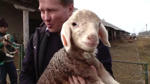 Cercetătorii români au creat oi cu lâna roz sau argintie. Preţul uriaş cu care se vând