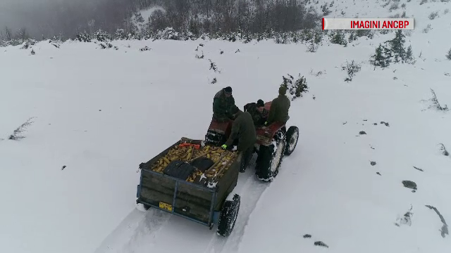 Animalele sălbatice, incapabile să își găsească singure mâncare din cauza vremii