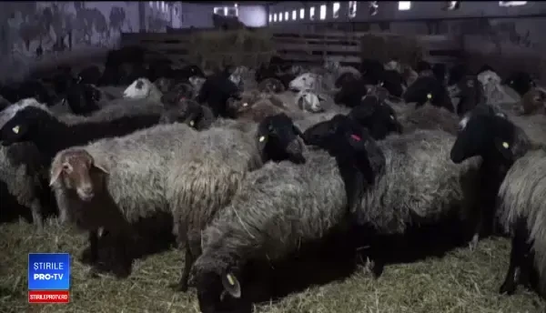 Cercetătorii români au creat oi cu lâna roz sau argintie. Preţul uriaş cu care se vând