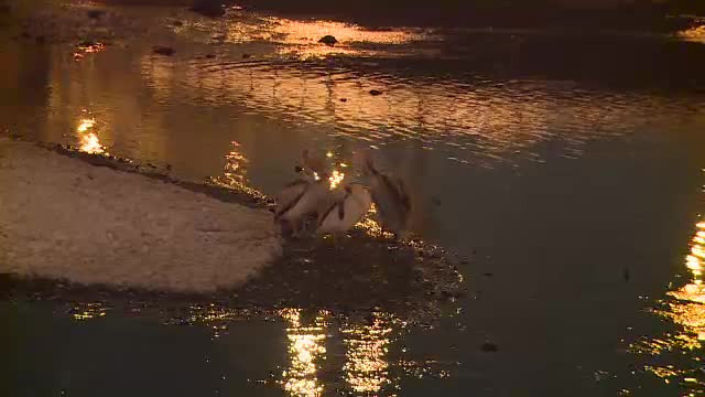 Pelicani pe Lacul Herăstrău din Bucureşti. "Nu ar trebui să existe la noi în ţară acum"