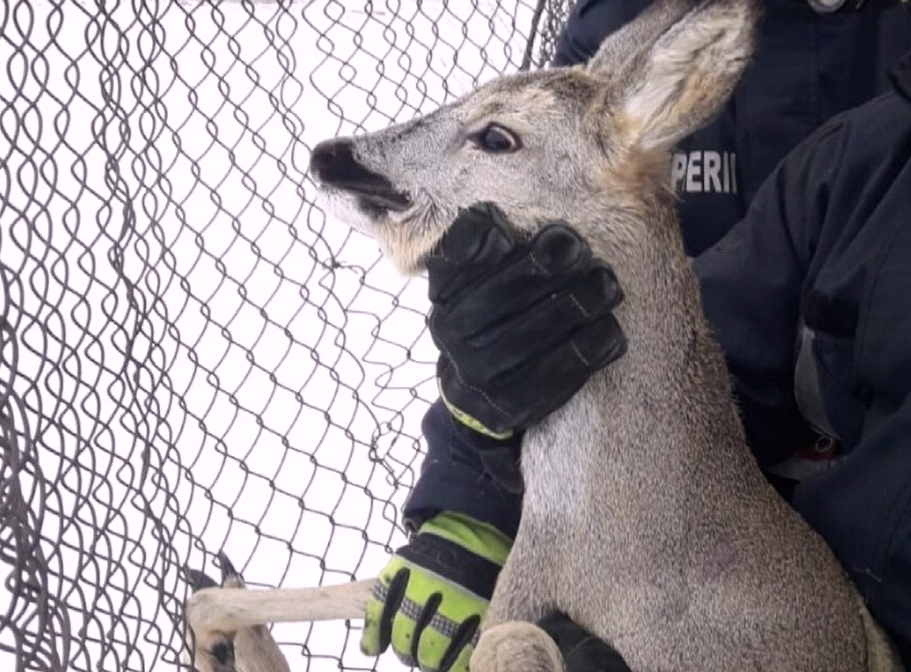 Pompierii suceveni au salvat o căprioară prinsă în plasa unui gard. VIDEO