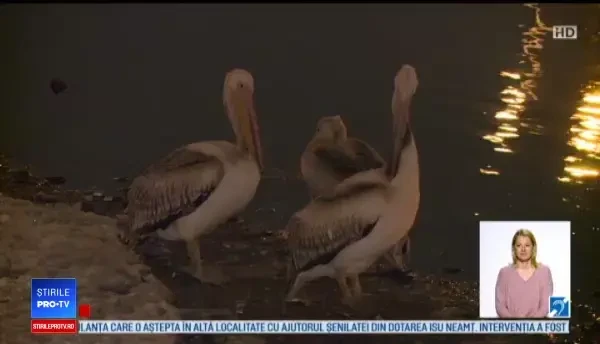 Pelicani pe Lacul Herăstrău din Bucureşti. "Nu ar trebui să existe la noi în ţară acum"