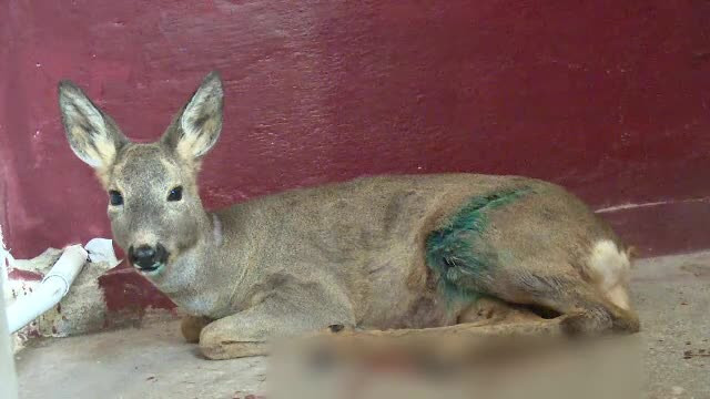 Căprioară muşcată de maidanezi, în Bistriţa. Până şi vânătorilor li s-a făcut milă de ea