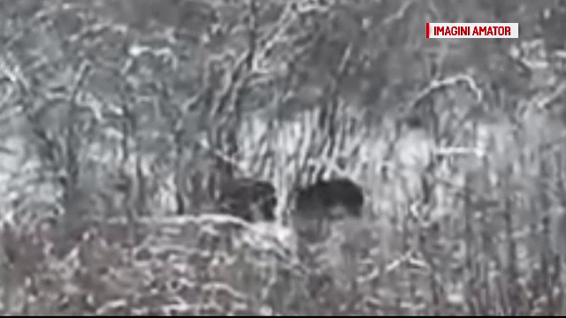 În ciuda iernii grele, urşii care acum ar trebui să hiberneze sunt în căutare de hrană