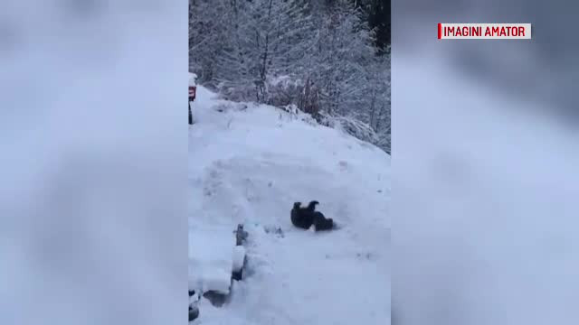 Animale sălbatice filmate în apropiere de zonele locuite. ”Le facem să depindă de noi”