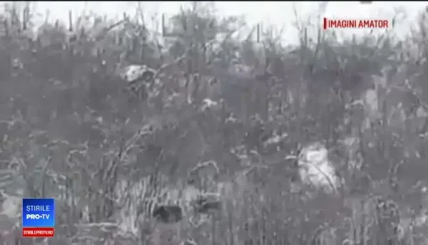 Animale sălbatice filmate în apropiere de zonele locuite. ”Le facem să depindă de noi”