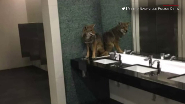 Au mers la toaletă şi au găsit un animal de pradă. Cum ajunsese acolo