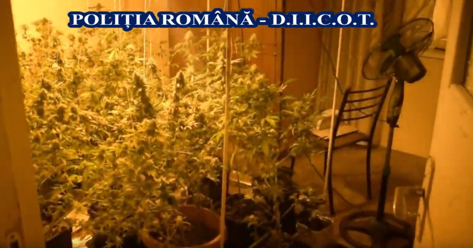 Cultură de cannabis într-un apartament din Constanţa. Câte plante avea proprietarul