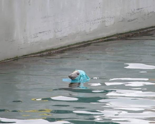 O imagine cu o focă având pe cap o pungă a declanşat indignare online