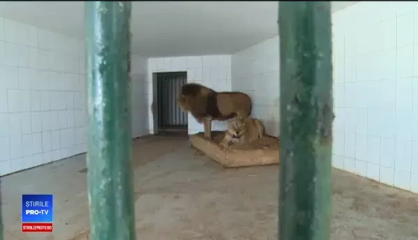 Iarnă grea pentru animalele din grădinile zoologice. Cum sunt protejate