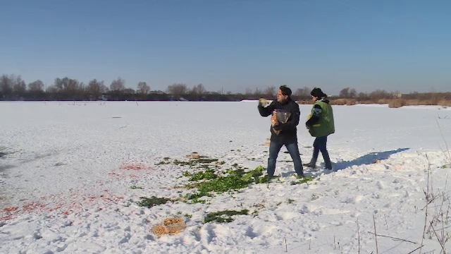Fenomen rar pe o baltă din Galați. Oamenii s-au mobilizat imediat