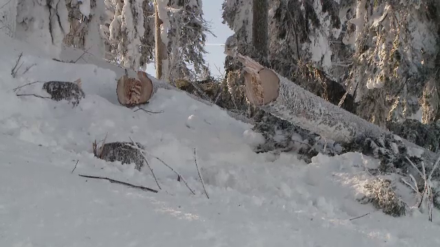 Rasună drujbele în Poiana Braşov. Pericolul apărut din cauza ninsorilor abundente