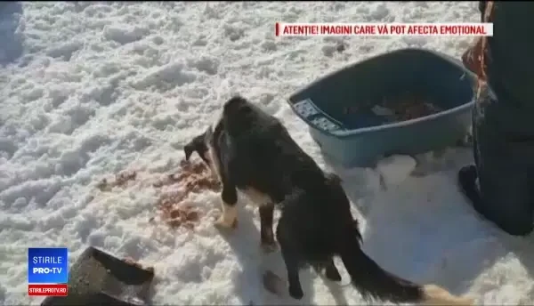 Zeci de câini morți descoperiți într-un adăpost, în Brașov: ”Zici că eşti la Holocaust”