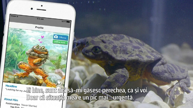 Cel mai singuratic broscoi din lume şi-a găsit pereche cu ajutorul unui site de întâlniri online