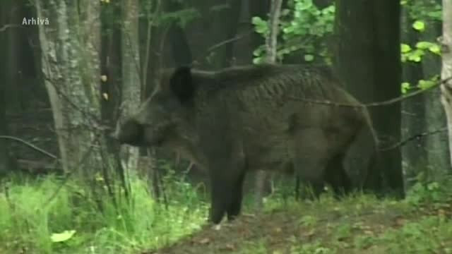 Un nou focar de pestă porcină în România. Mistreții vor fi vânați