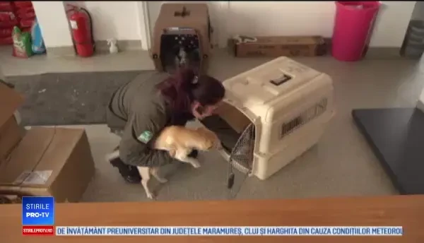 Adăposturile de animale sunt pline în acest sezon. Recomandarea angajaților