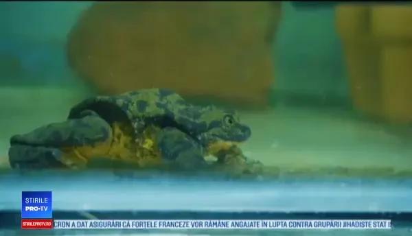 Cel mai singuratic broscoi din lume şi-a găsit pereche cu ajutorul unui site de întâlniri online