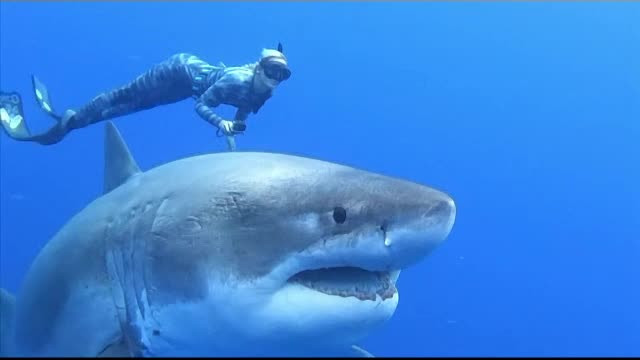 Întâlnire spectaculoasă în adâncuri. Câțiva scafandri au înotat cu un rechin uriaș