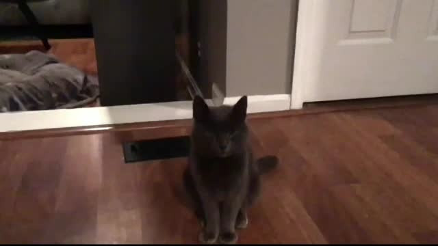 Operațiune spectaculoasă de salvare. Un motan a căzut de pe un baraj