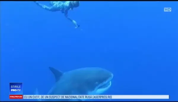 Întâlnire spectaculoasă în adâncuri. Câțiva scafandri au înotat cu un rechin uriaș, în Hawaii