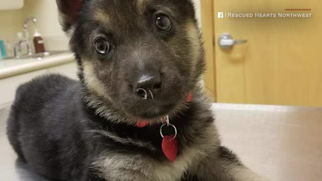 Clipe emoționante la un adăpost pentru animale. Oamenii s-au mobilizat pentru un cățel