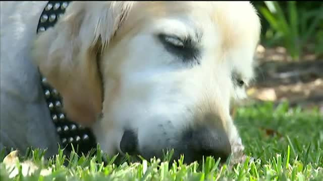 Povestea lui Fletcher cel bătrân, care, deși bolnav, merge zilnic la măcelărie pentru un os