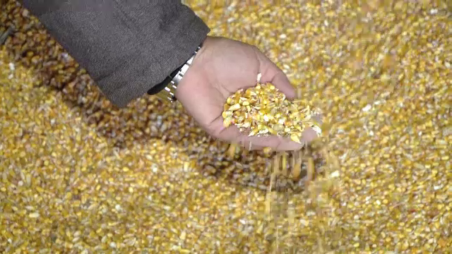 România, primul loc în Europa la producția de porumb. Lecția învățată de fermieri