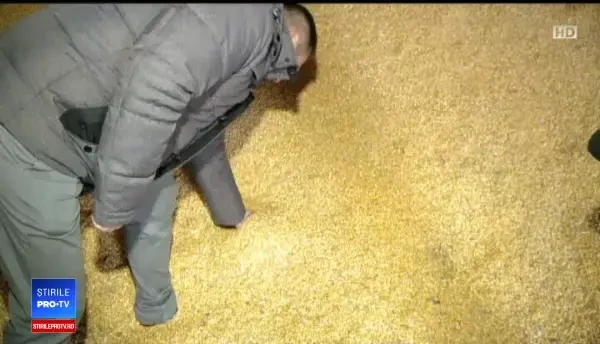 România, primul loc în Europa la producția de porumb. Lecția învățată de fermieri