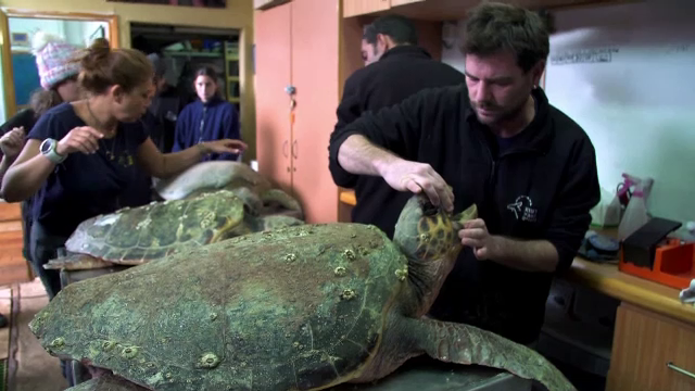 Tablou sumbru în Israel. Zeci de broaște țestoase moarte au apărut pe plaje