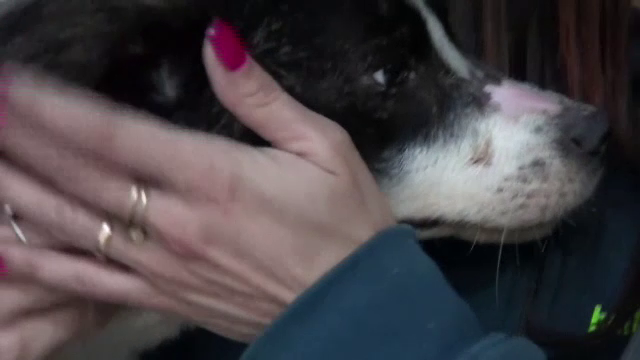 Administratorul adăpostului în care au fost găsite cadavrele a zeci de câini, eliberat dupa 24 de ore