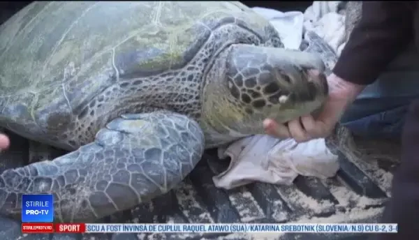 Tablou sumbru în Israel. Zeci de broaște țestoase moarte au apărut pe plaje