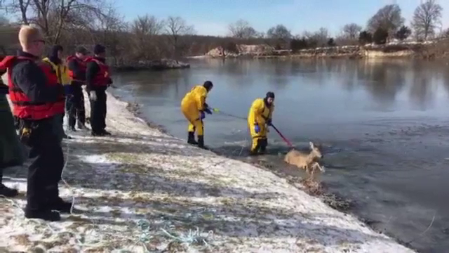 Căprioară salvată de pompieri de pe gheața subțire a unui iaz