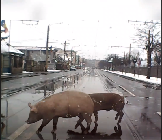 Doi porci au fost surprinși traversând un bulevard intens circulat din Cluj-Napoca