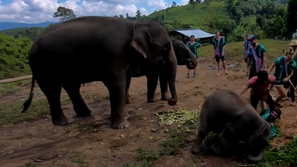 VIDEO viral. Ce pățește un turist care încerca să-și facă un selfie cu un elefant