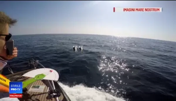 A început recensământul delfinilor din Marea Neagră. Specia, în mare pericol