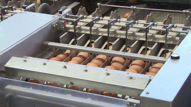 Ouă contaminate cu fipronil, decoprite la o fermă din Olt. Amenda dată de DSVSA