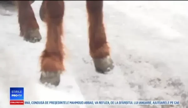 Muzeul în aer liber din România unde vă puteți plimba cu sania trasă de cai