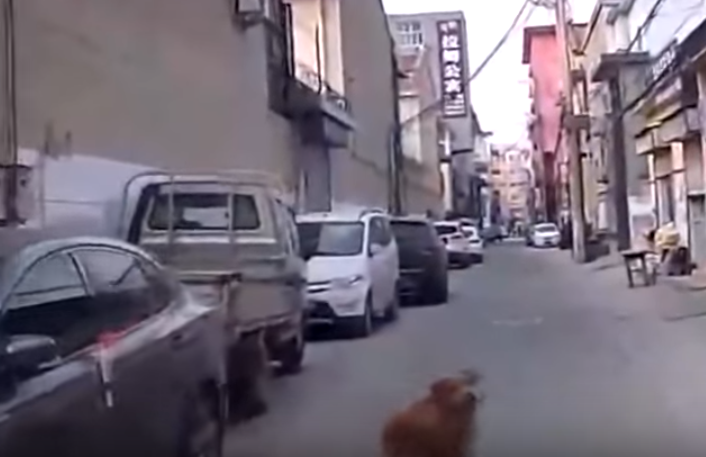 Un câine a ajutat o ambulanță să ajungă la stăpânul său care a leșinat în stradă. VIDEO