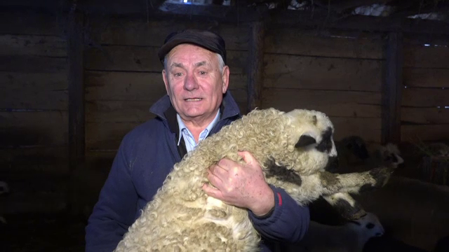 Ciobanii, disperați că românii preferă mieii de import. De ce nu cumpără de la locali