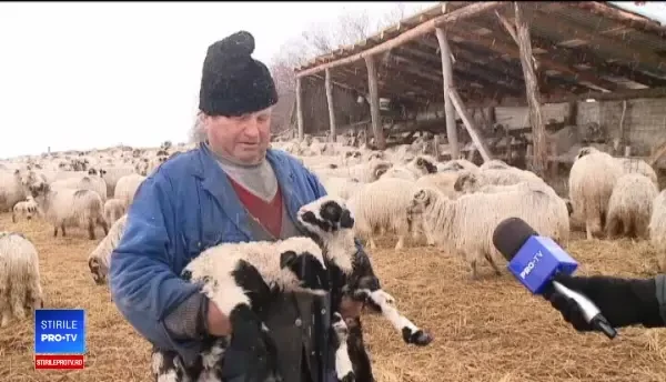 Ciobanii, disperați că românii preferă mieii de import. De ce nu cumpără de la locali