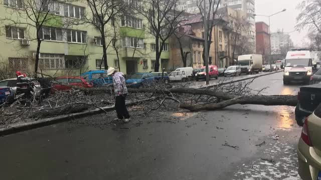 Dezastru pe străzi și pe trotuare, după valul de gheață. Oameni răniți și copaci „sparți”