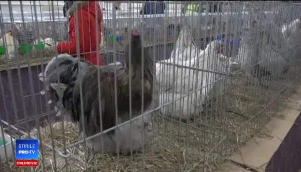 Expoziție în România. Cât costă găina cu carnea, sângele și oasele negre