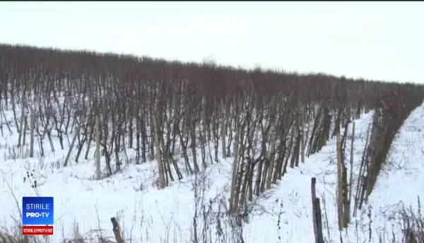 Fonduri europene de zeci de milioane de euro pentru fermierii români. Care sunt condițiile