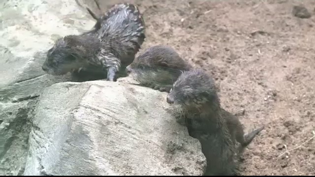 Trei pui de vidră orientală, noua atracție a grădinii zoologice din Kansas City