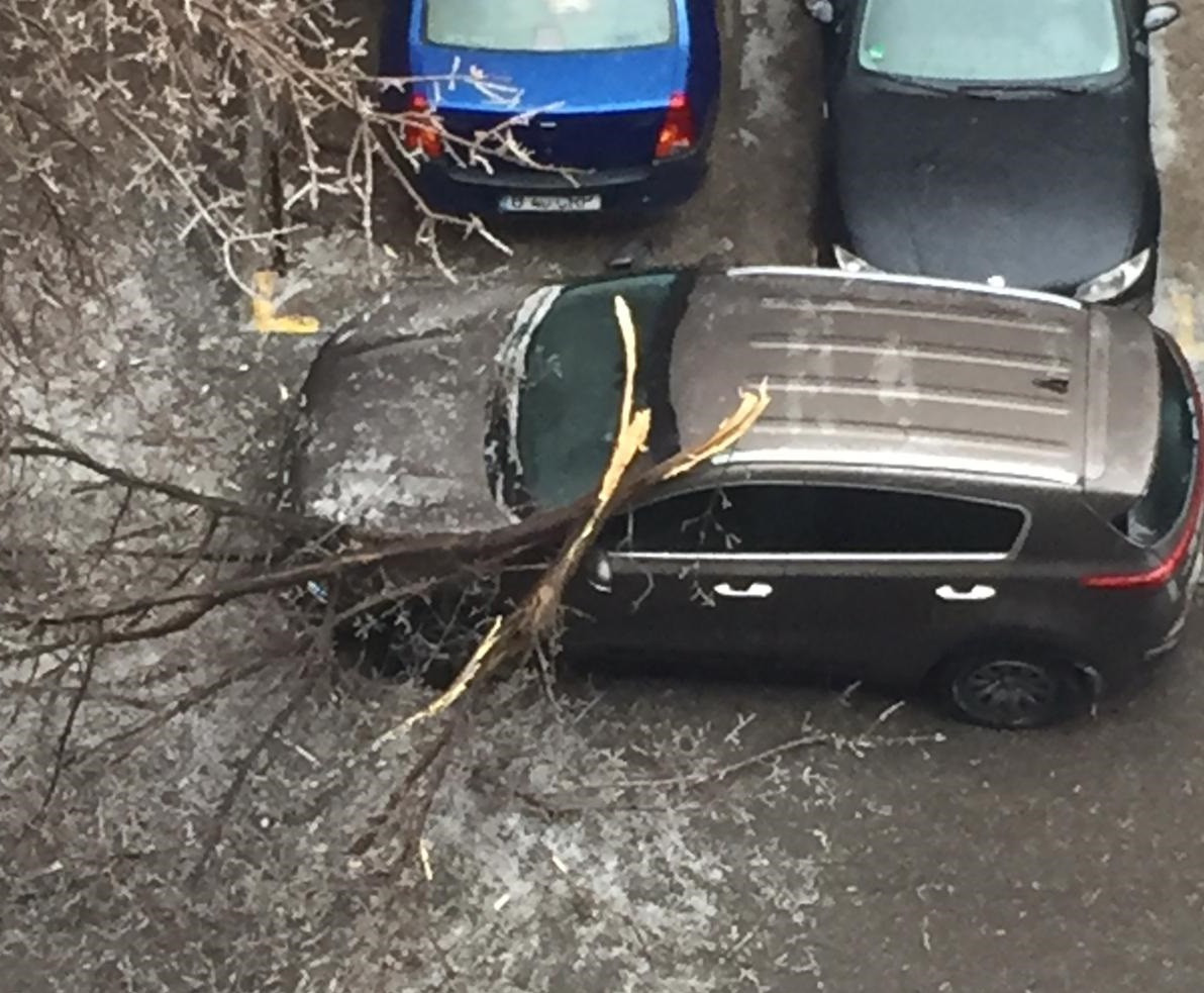 Șoferi nevoiți să elibereze o stradă, după ce un copac căzut a blocat traficul. VIDEO