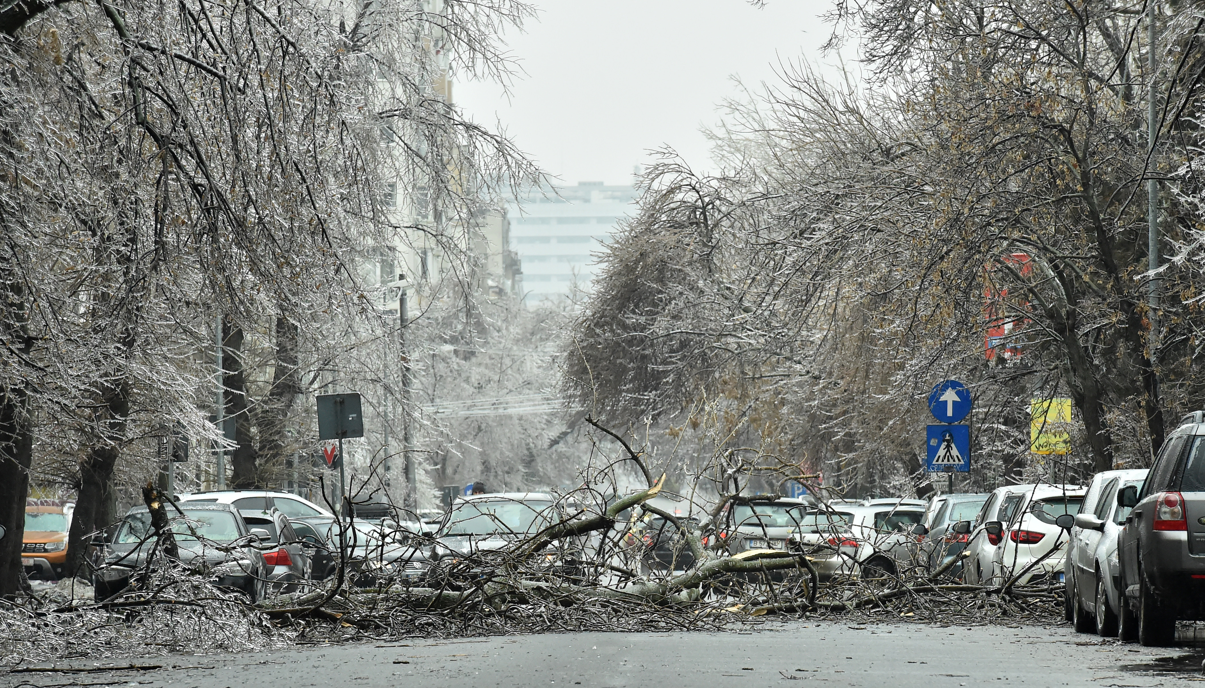 50 de mașini, avariate din cauza copacilor căzuți pe străzile din București
