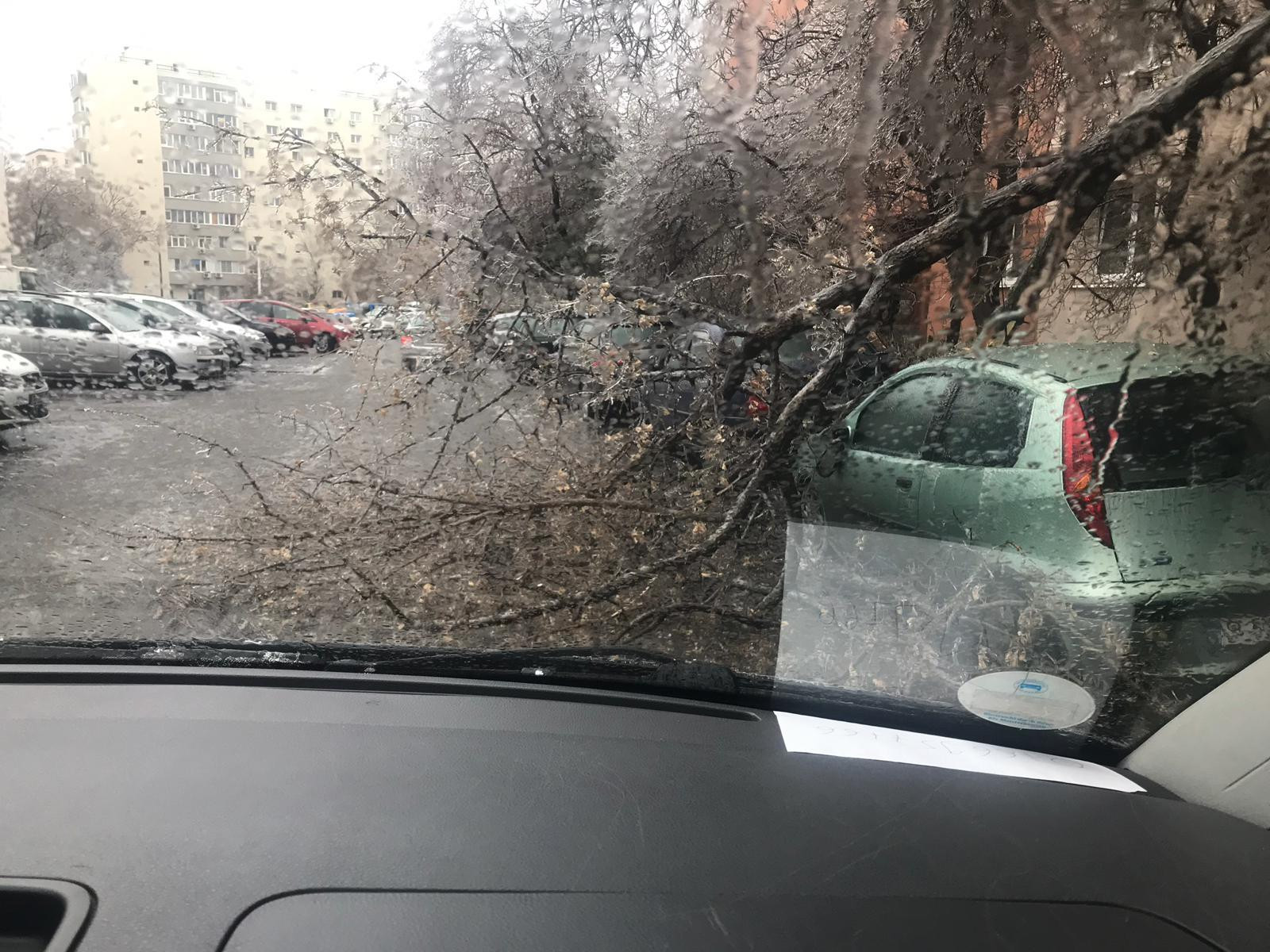 Scene ”apocaliptice” cu sute de copaci căzuți din cauza ploii înghețate. GALERIE FOTO