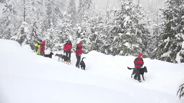 Câini antrenați pentru salvarea victimelor surprinse de avalanșe, în Munții Apuseni