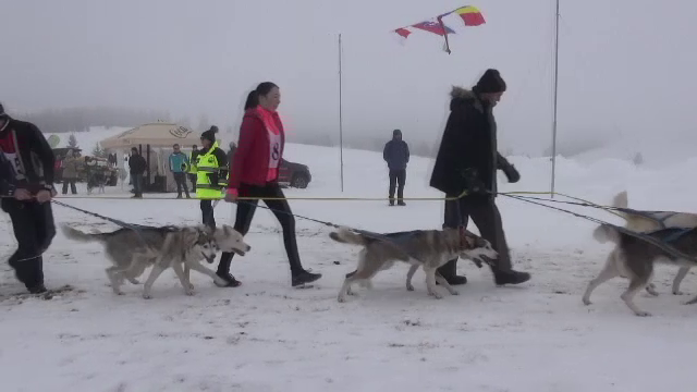 A treia ediție a concursului internațional de atelaje canine din Pasul Tihuța