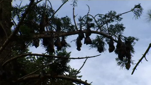 Mii de lilieci morți din cauza caniculei în Australia. ”Cel mai sever fenomen de acest tip”